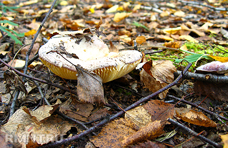 ������������ ����������. ������ ��������� ����� �������������� � ���������