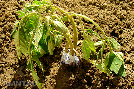 Органическое земледелие. Биологическая защита от вредителей и сорняков