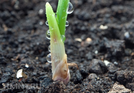 Как правильно вырастить и сохранить урожай чеснока