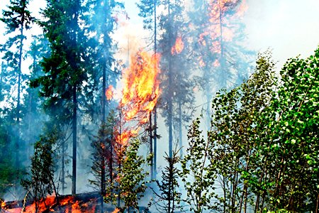 Почти на 30% снижена площадь лесных пожаров в Сибири