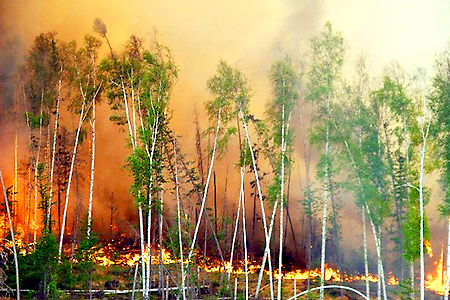 За выходные увеличилась площадь пожаров в лесах Сибири