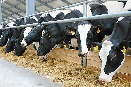К 2015 году в Ульяновской области построят ферму для производства экологически чистого молока