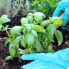 Выращиваем приправы — шалфей, розмарин и другие ароматные растения
