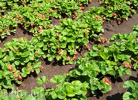 Самая сладкая ягода на вашем участке — выращиваем клубнику