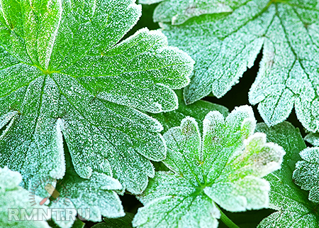 Как защитить растения от весенних заморозков