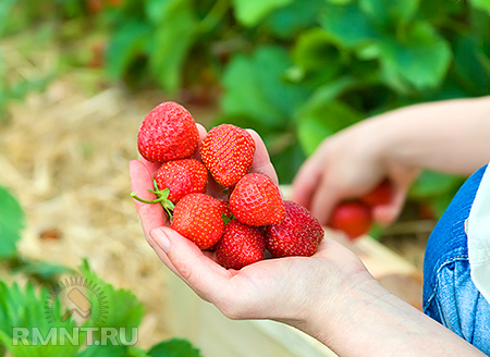 Самая сладкая ягода на вашем участке — выращиваем клубнику