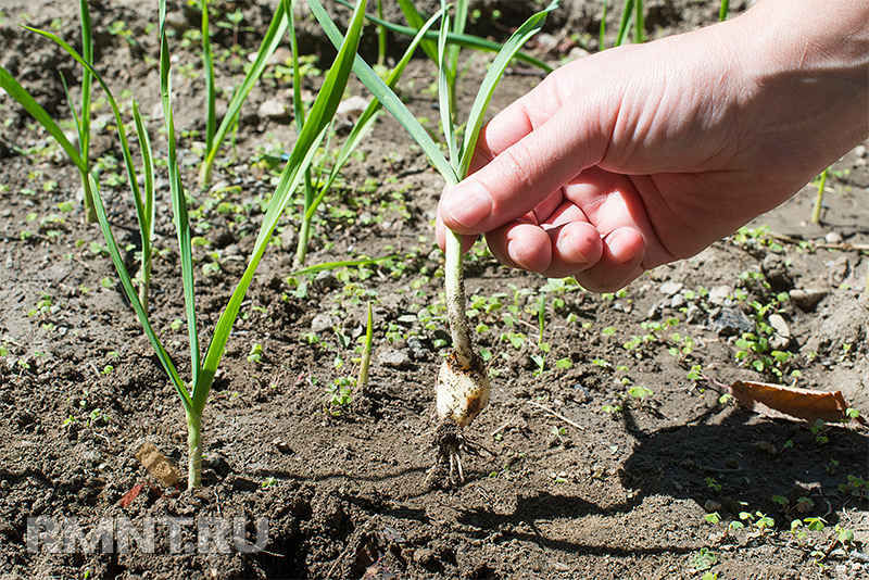Как правильно вырастить и сохранить урожай чеснока