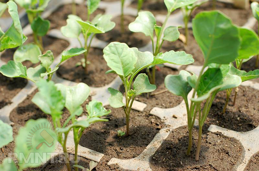 Основные правила выращивания рассады овощей